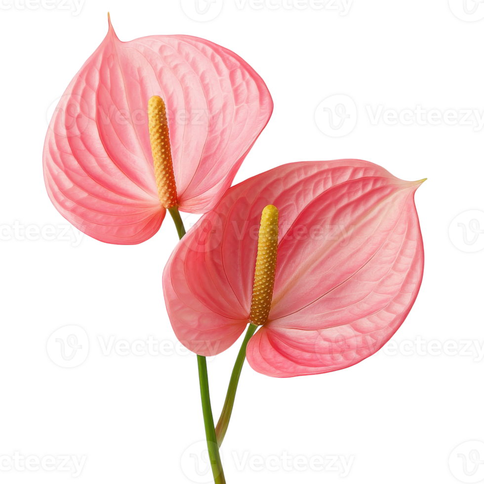 Pink Anthurium White Background on transparent background. png