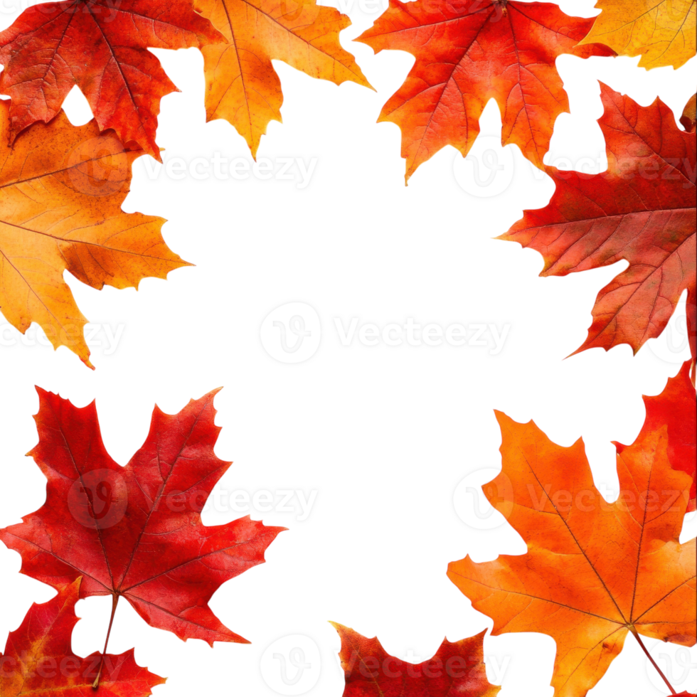Autumn Maple Leaves Border on transparent background. png