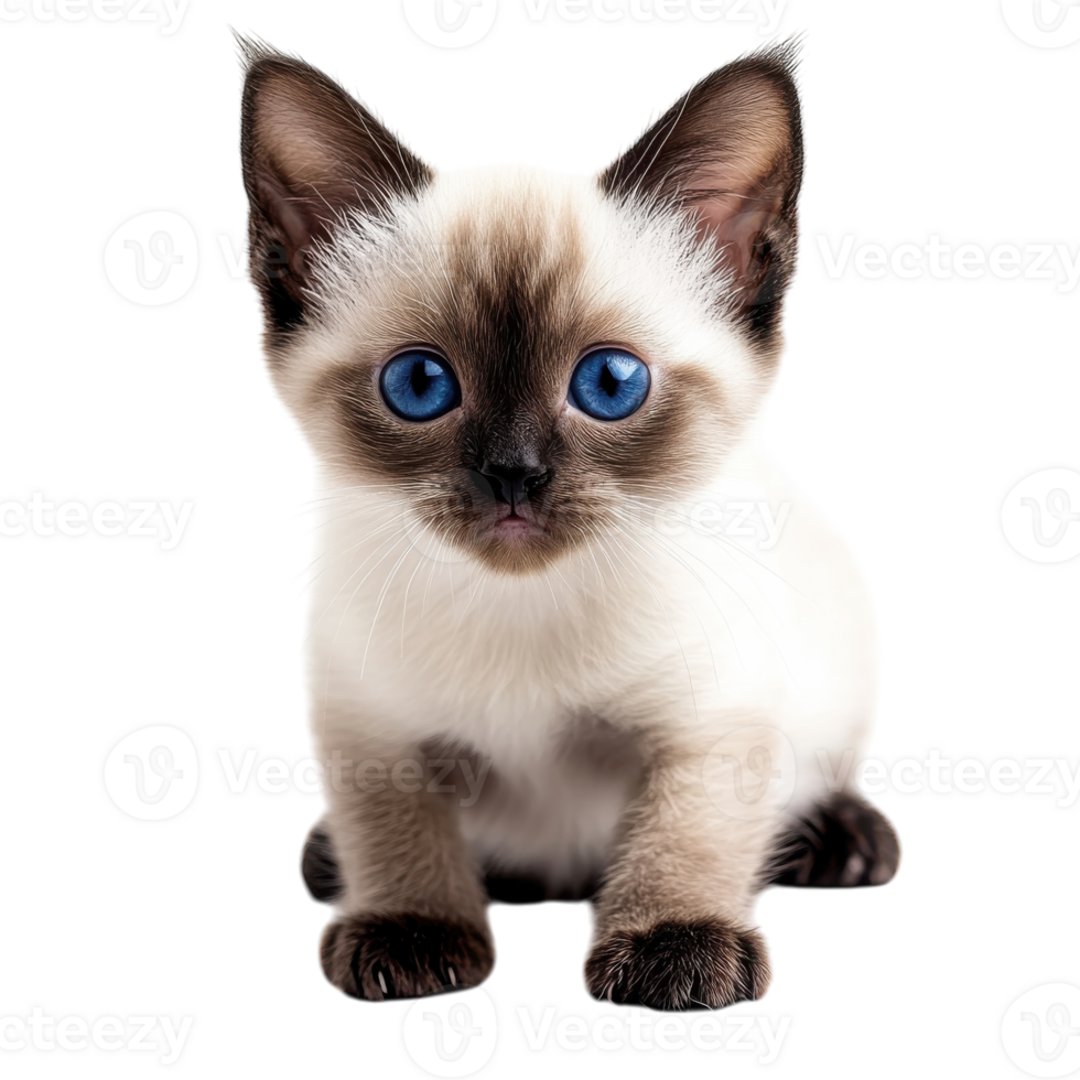 Adorable Siamese Kitten on transparent background. png