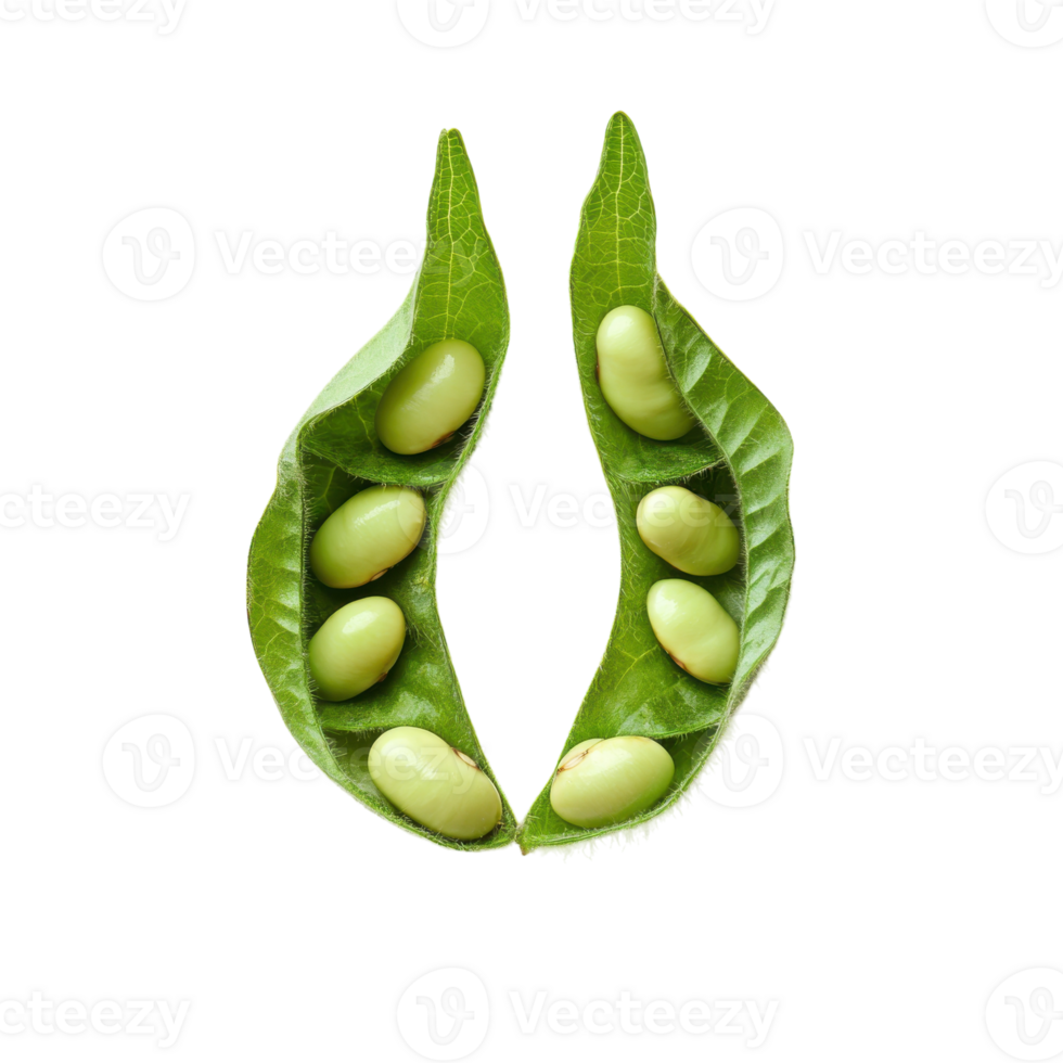 Soybean Top View Isolated on transparent background. png