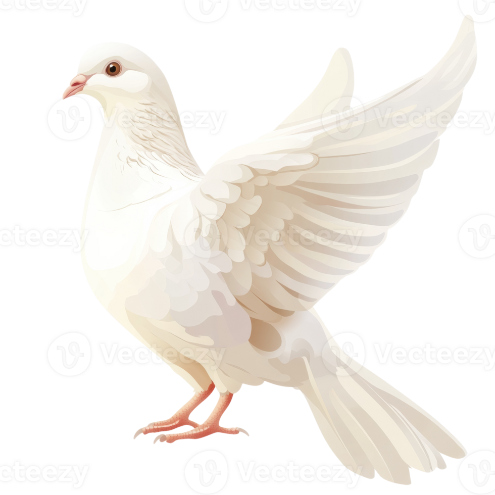 Elegant Dove on White on transparent background. png