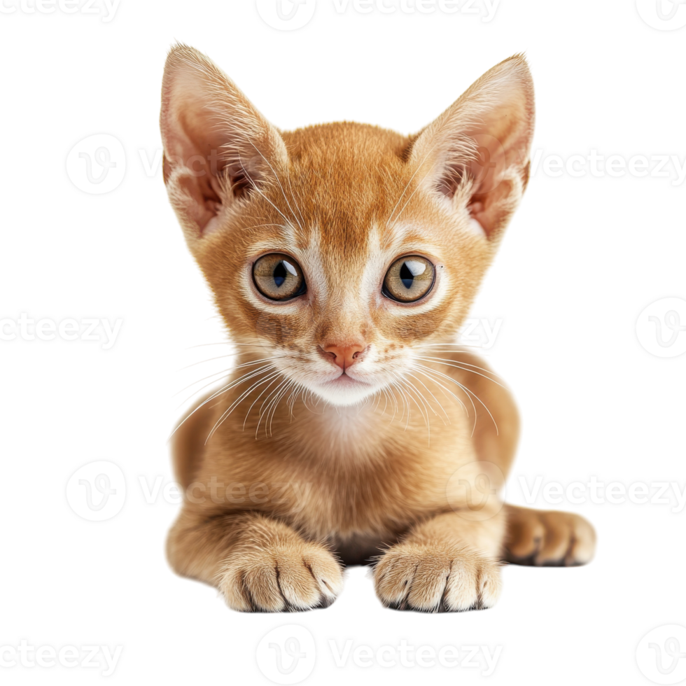Javanese Cat on White on transparent background. png
