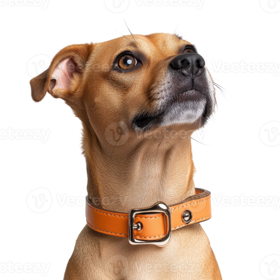 Stylish Orange Dog Collar Bone Clasp on transparent background. png