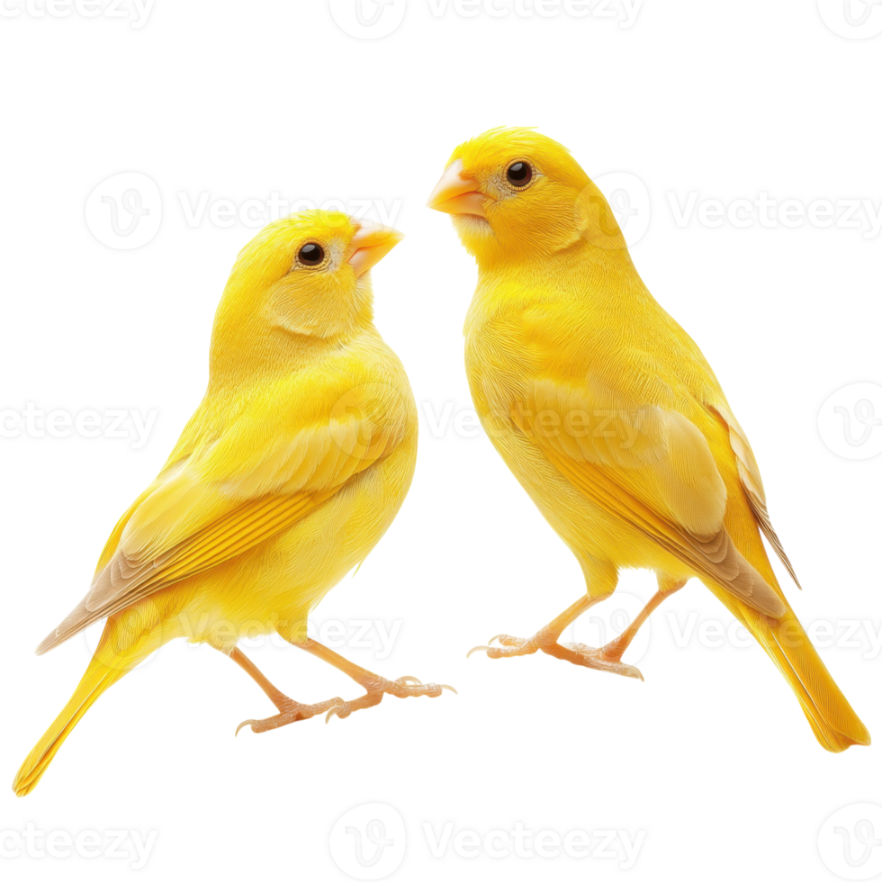 Two Yellow Canaries on White on transparent background. png