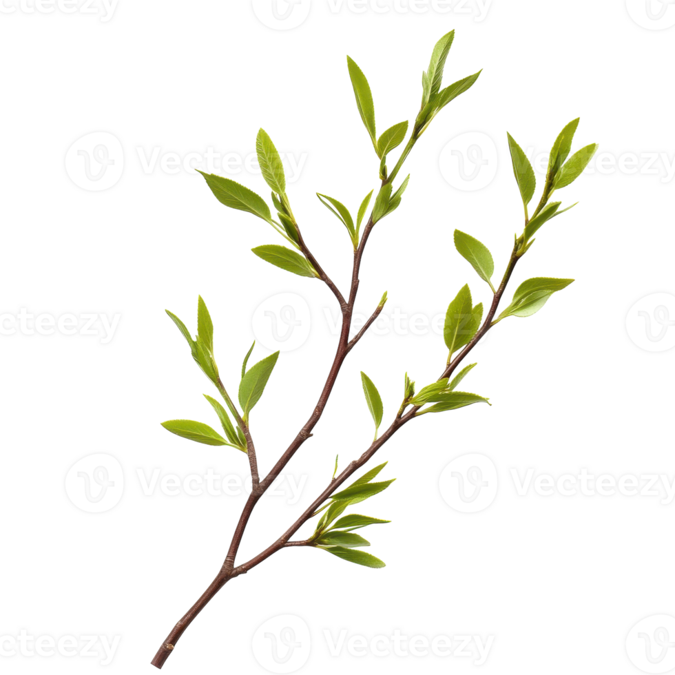 Graceful Weeping Willow Tree on transparent background. png