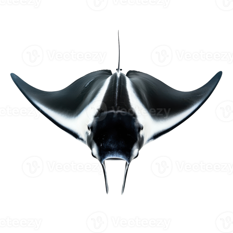 Oceanic Manta Ray White Background on transparent background. png