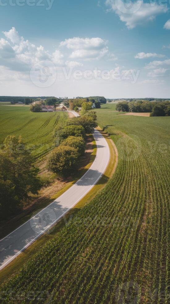 An aerial view of a road in a corn field photo