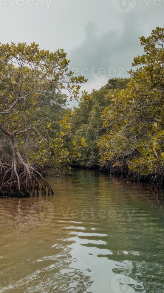 Mangrove trees in the water photo