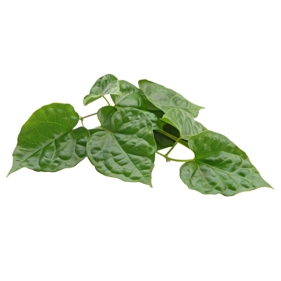 Green Heart-Shaped Leaves with Glossy Texture png