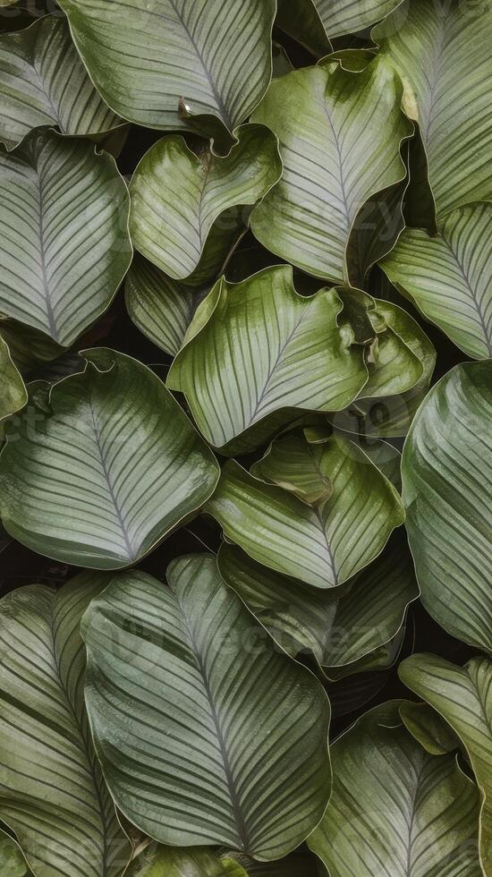A large group of green leaves on a wall photo