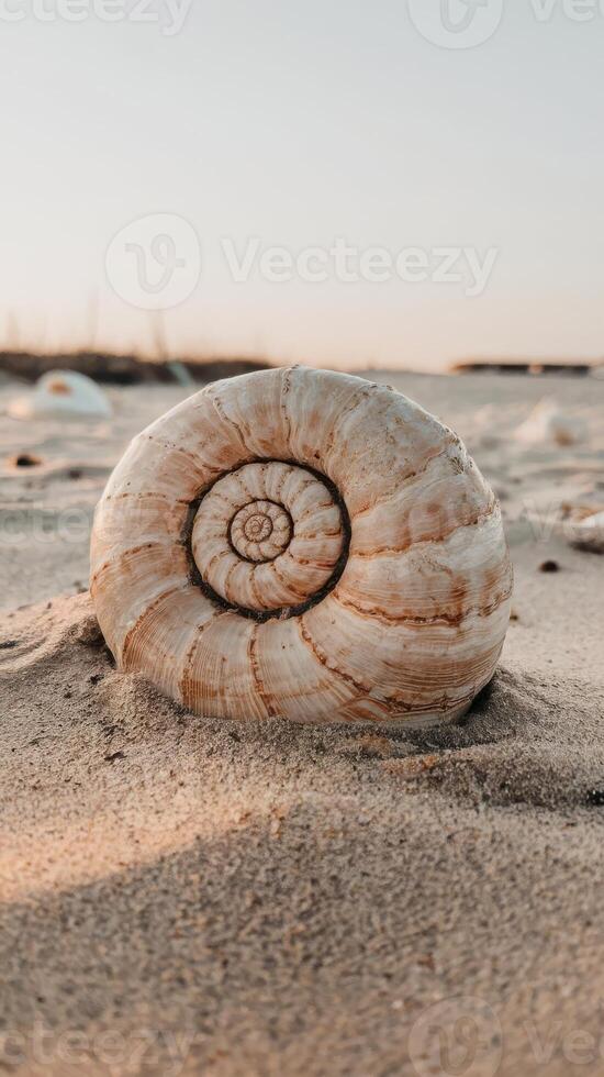 A shell on the beach with a sunset in the background photo