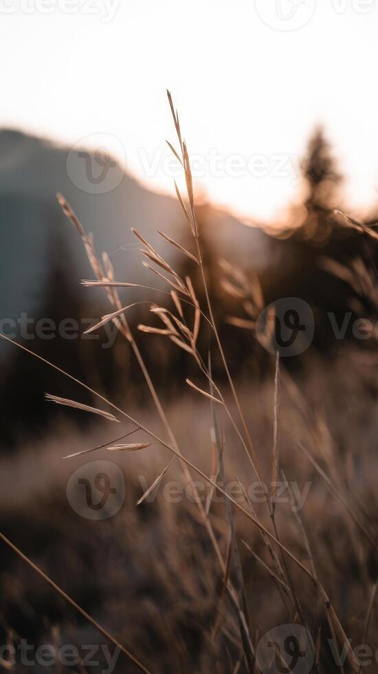 Grass in the mountains at sunset photo
