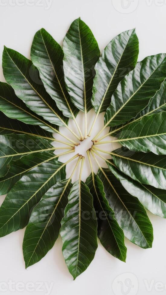 A large group of green leaves arranged in a circle photo