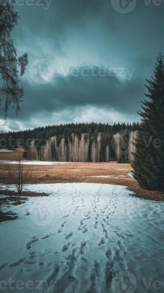 A snowy field with trees and snow photo