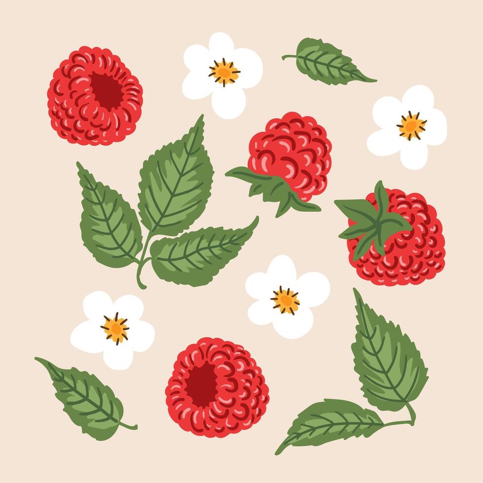 Raspberry berries, flowers, leaves set. berries clipart vector
