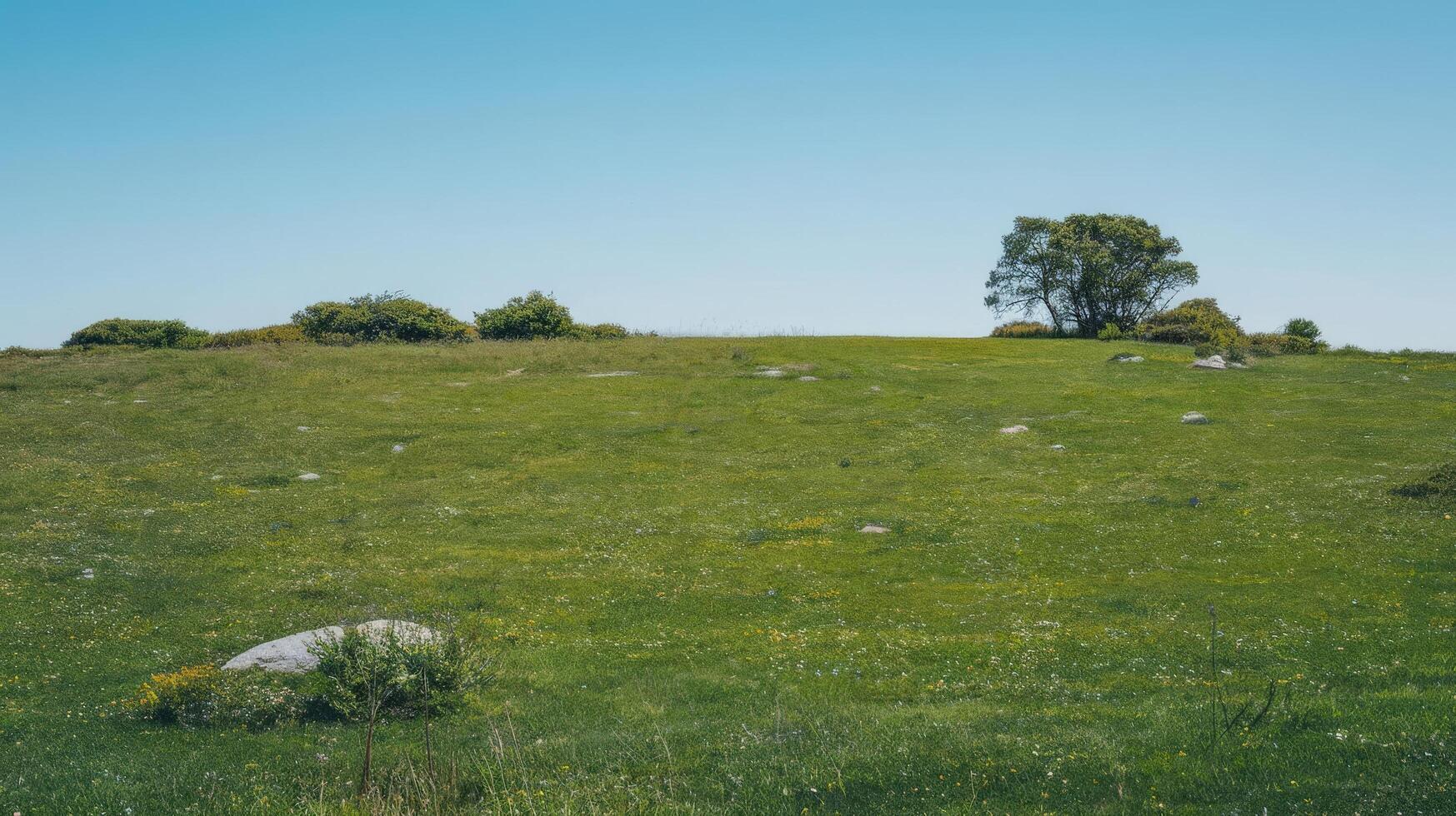 A field with grass and rocks photo