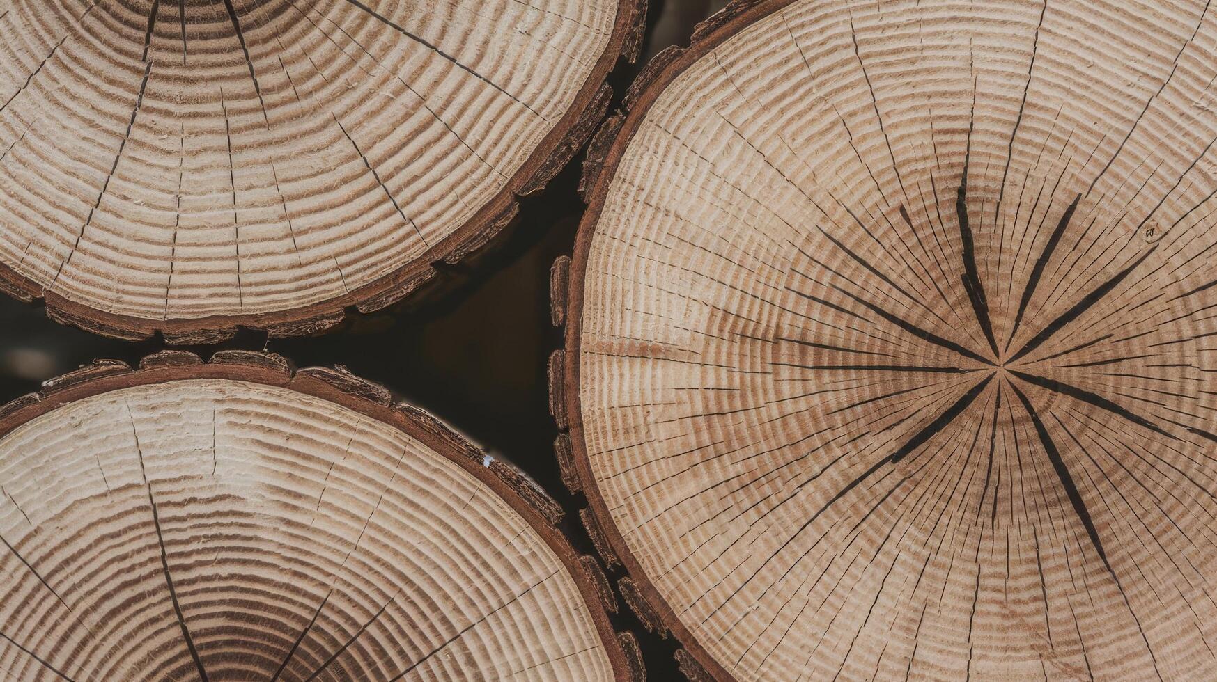 A close up of a tree stump with a circular pattern photo