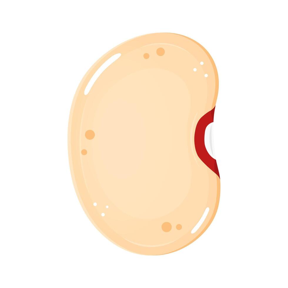Single cannellini bean illustration, showing a white kidney bean with a red hilum. vector
