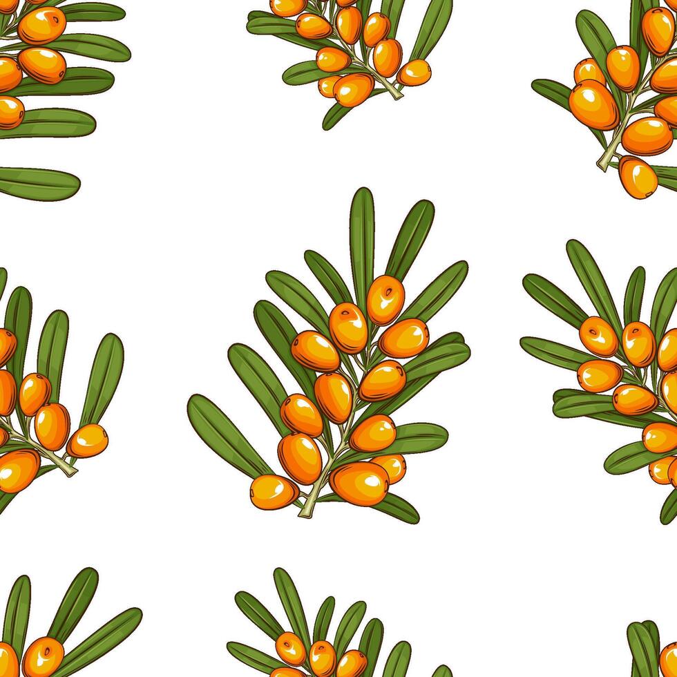 Sea buckthorn seamless pattern on white. Organic background. Organic food concept. Sea buckthorn pattern for fabric, packaging, organic shops. Hand Drawn illustration vector