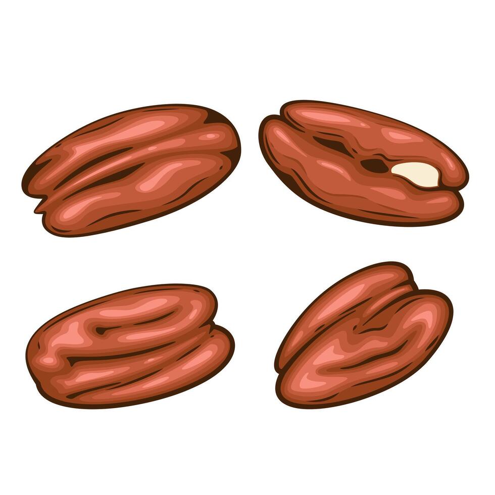 Nuts isolated illustration. Pecun nut set isolated on white background. Nuts Cartoon Style. Organic food concept. Hand Drawn illustration vector