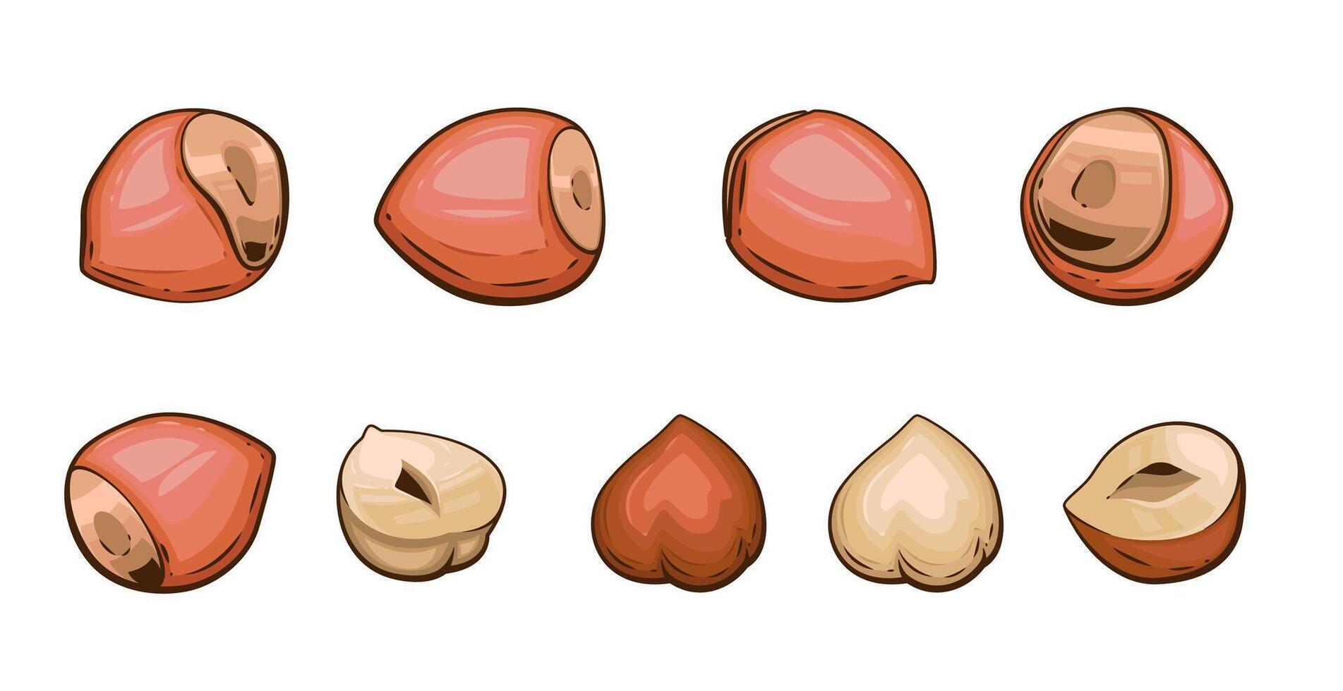 Nuts isolated illustration. Hazelnut set isolated on white background. Nuts Cartoon Style. Organic food concept. Hand Drawn illustration vector