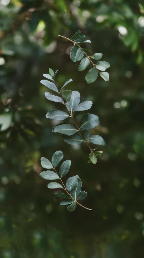 A green leaf is hanging from a tree branch photo