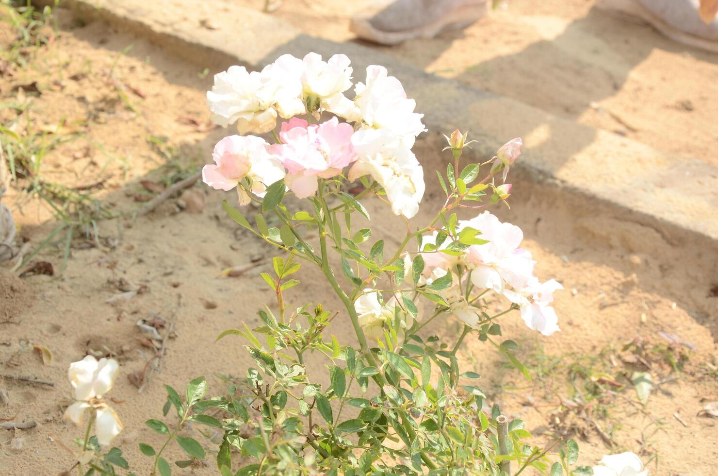 A person walking on a dirt path next to a flower photo