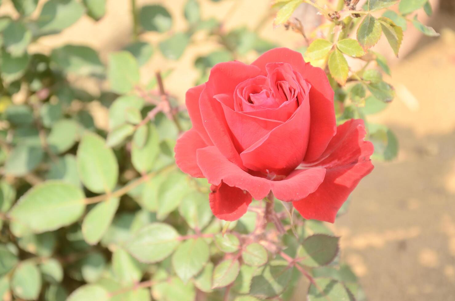A red rose is blooming in the sun photo