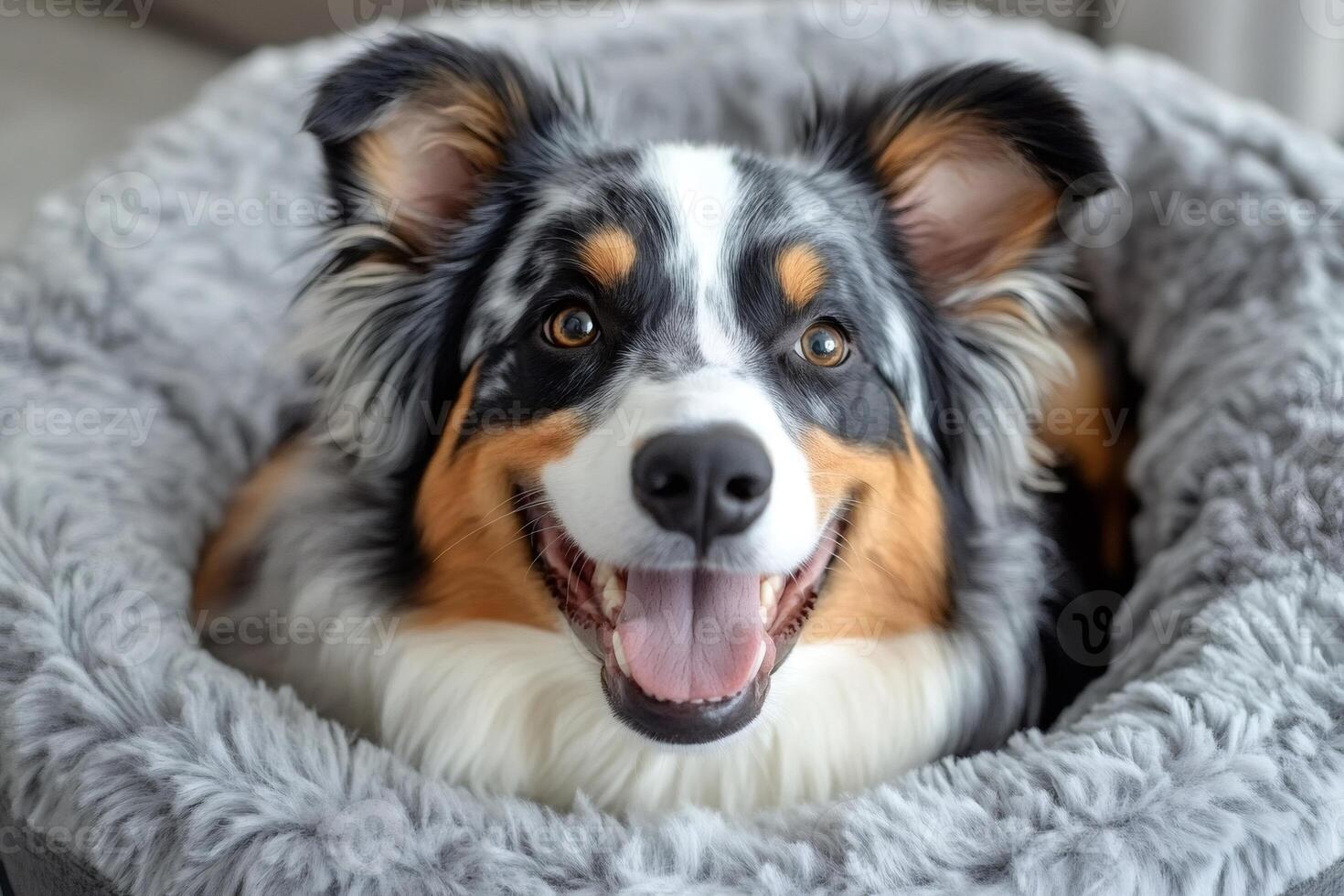 Happy australian shepherd dog smiling, resting in cozy bed photo