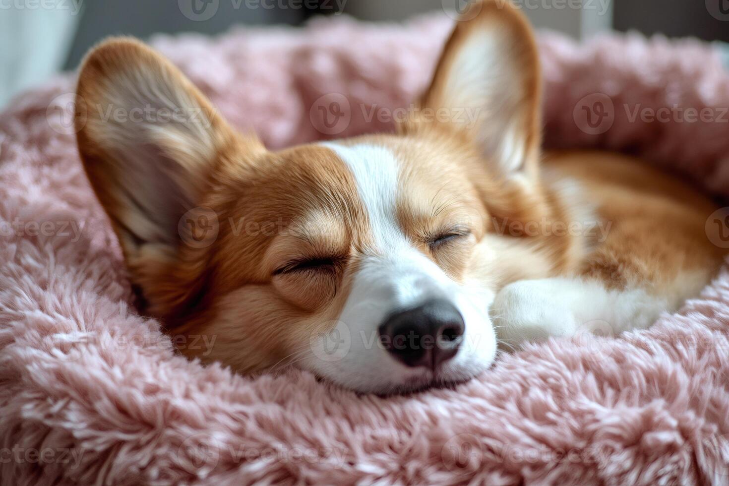 Adorable corgi sleeping peacefully in cozy bed photo