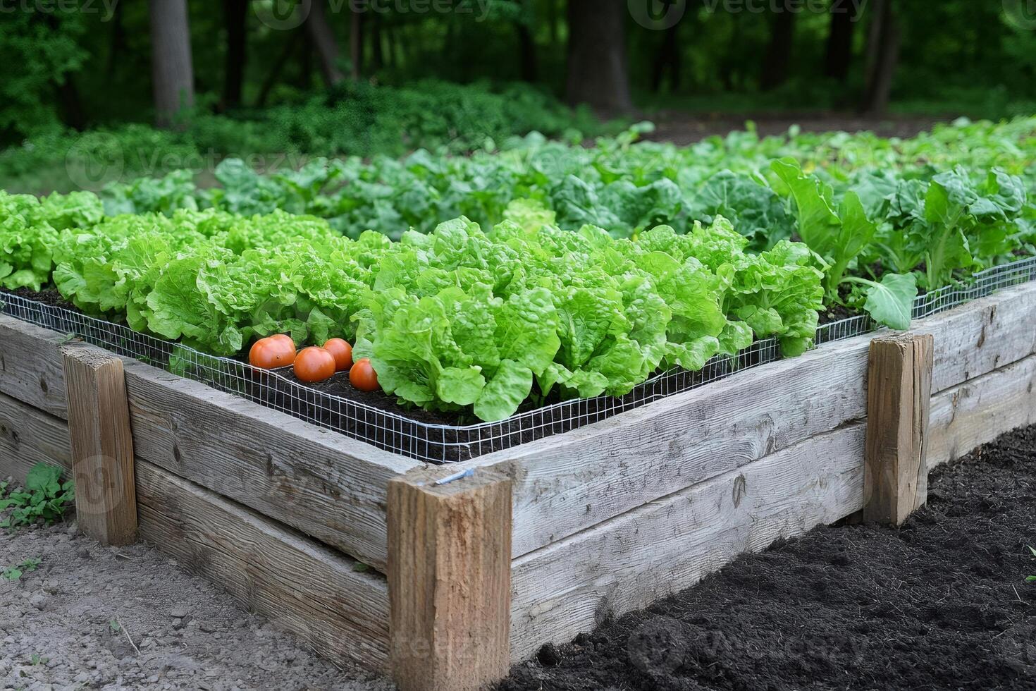 Fresh lettuce and tomatoes growing in raised garden bed photo