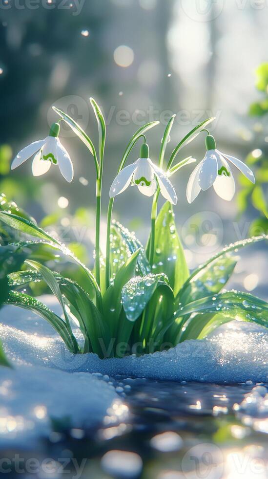 Snowdrops blooming through melting snow in spring sunlight photo