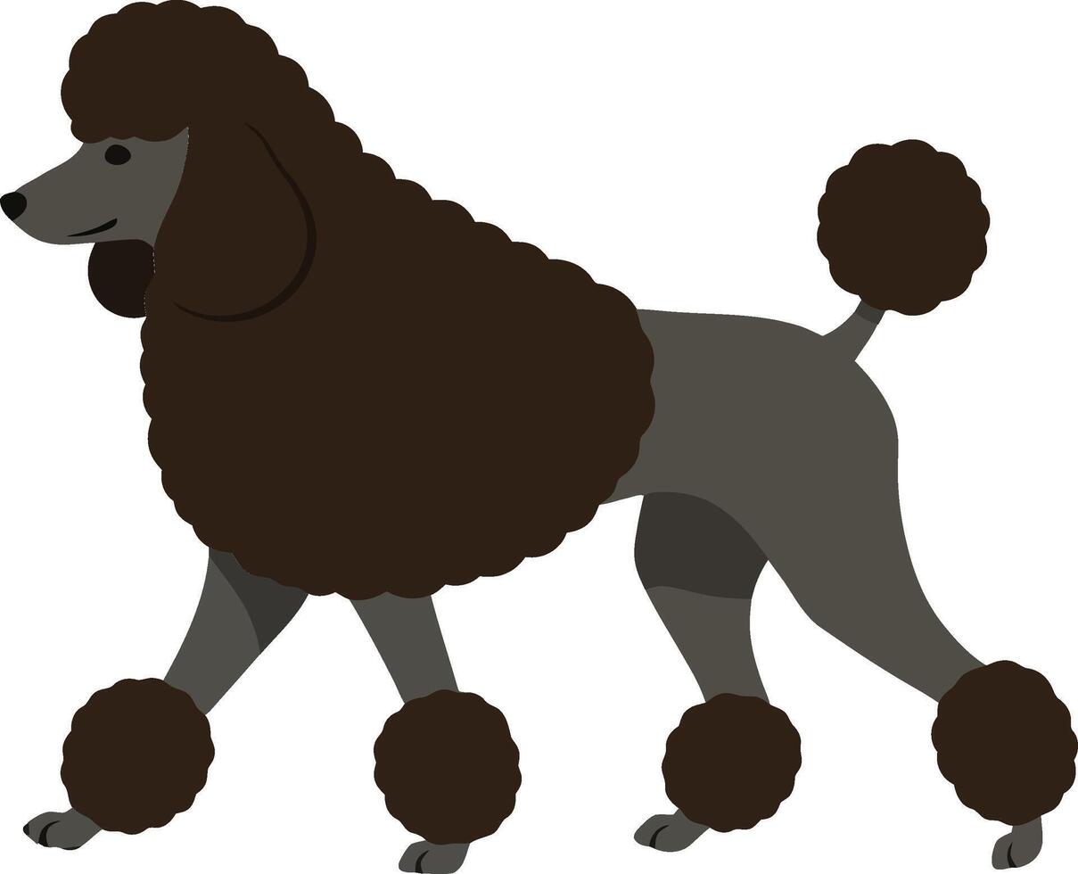 A graceful brown poodle walking elegantly with a fluffy coat and stylish pom-poms in a minimal flat design illustration vector