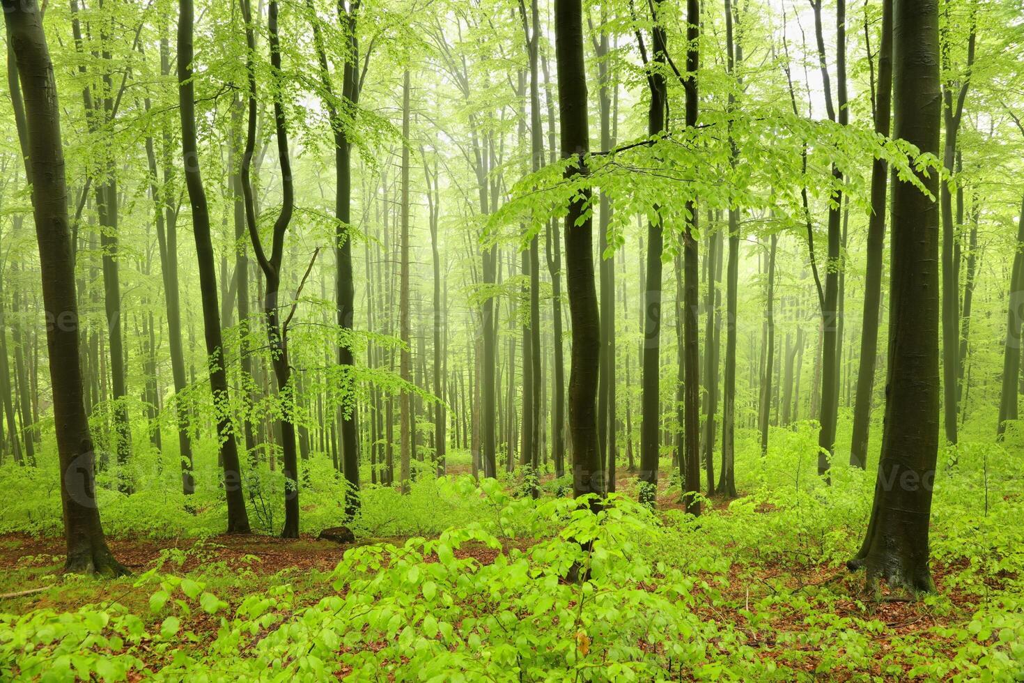 Beech trees in spring forest on a mountain slope in foggy, rainy weather photo