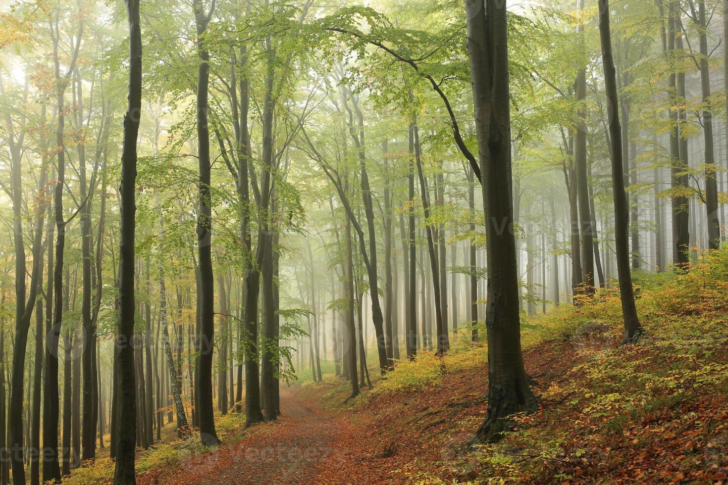 Path among beech trees through an autumn forest in a misty rainy weather photo