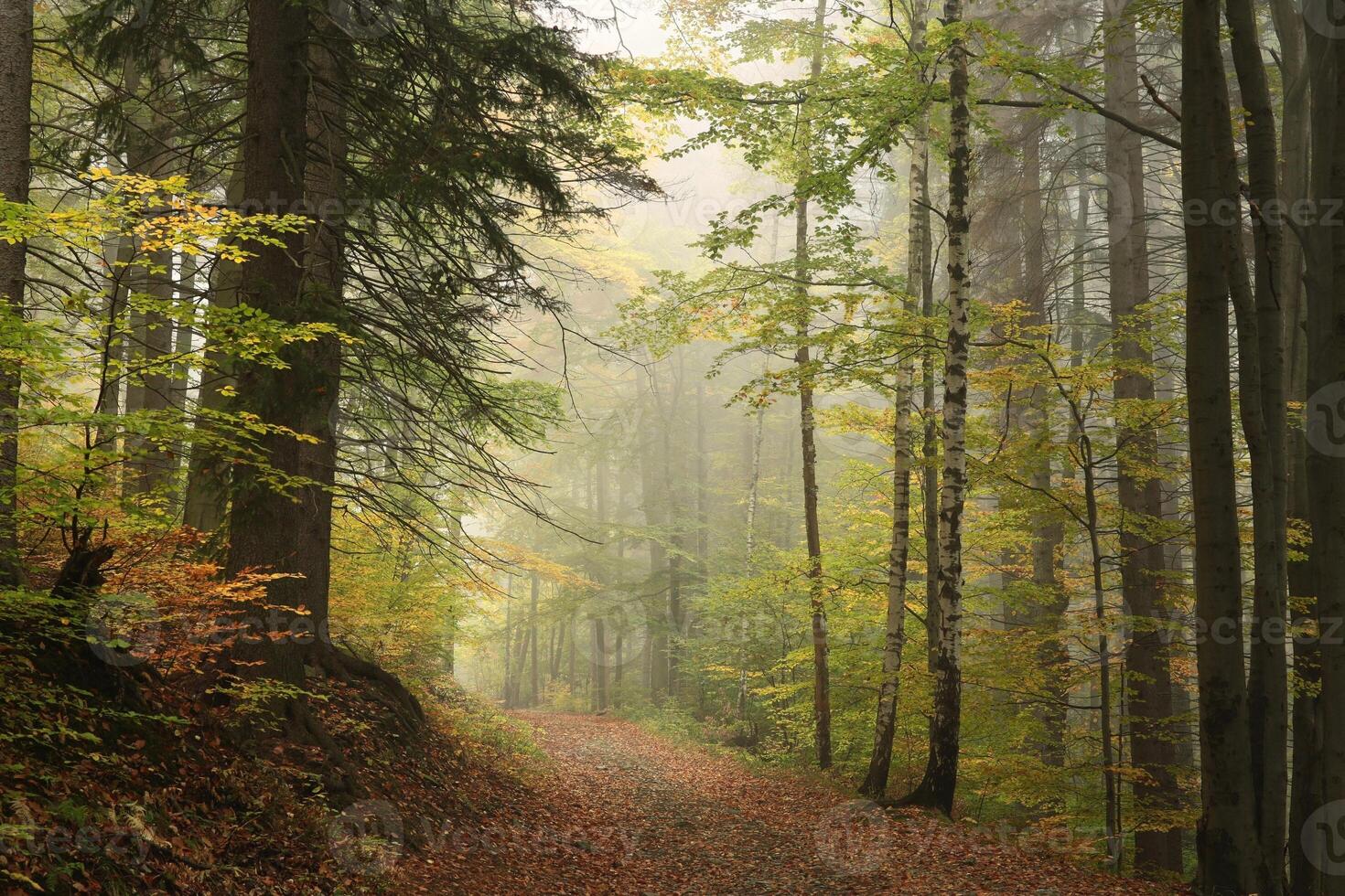 Path through the autumnal forest in foggy weather photo