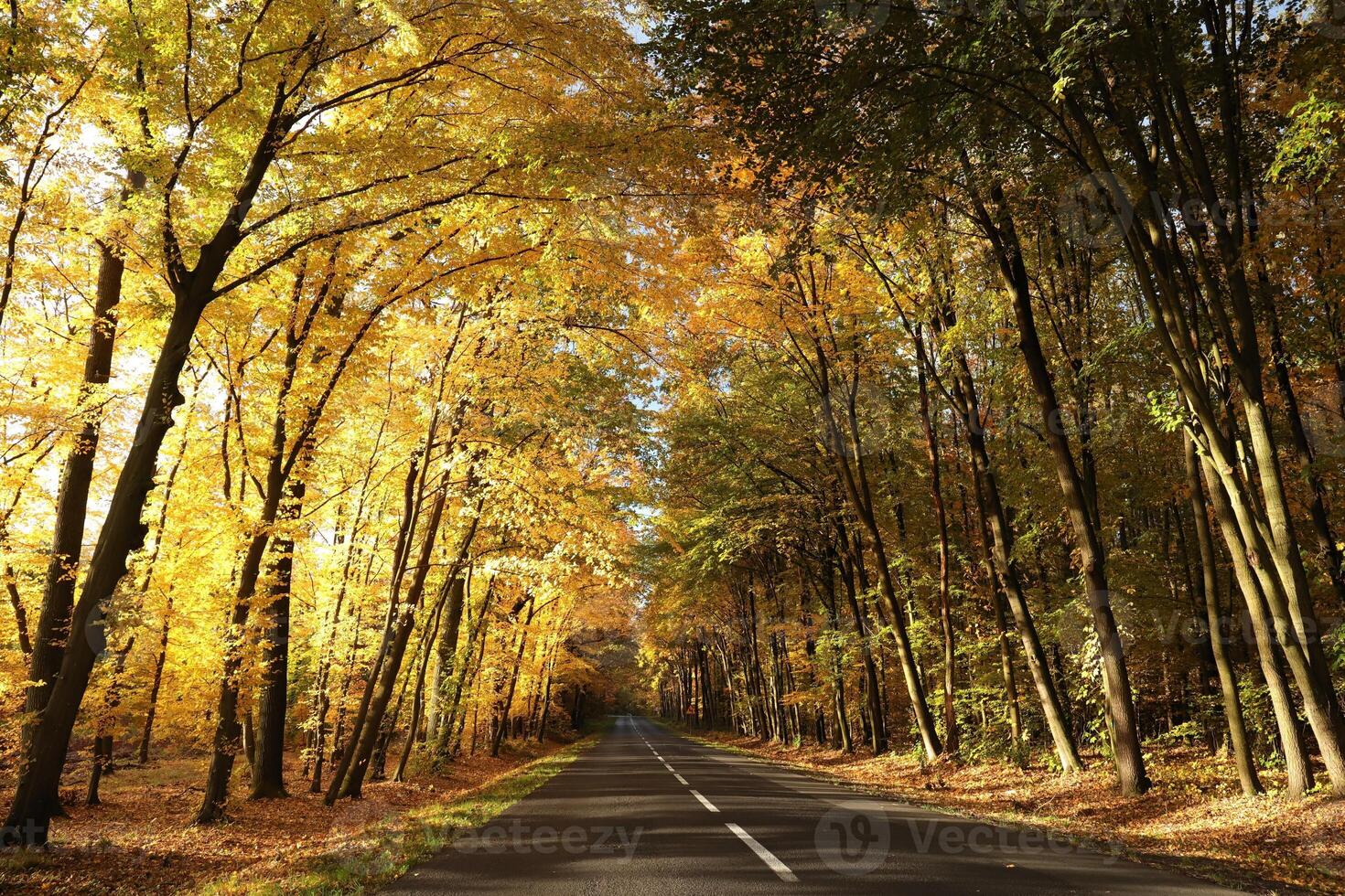 Country road among autumn oaks in the morning photo