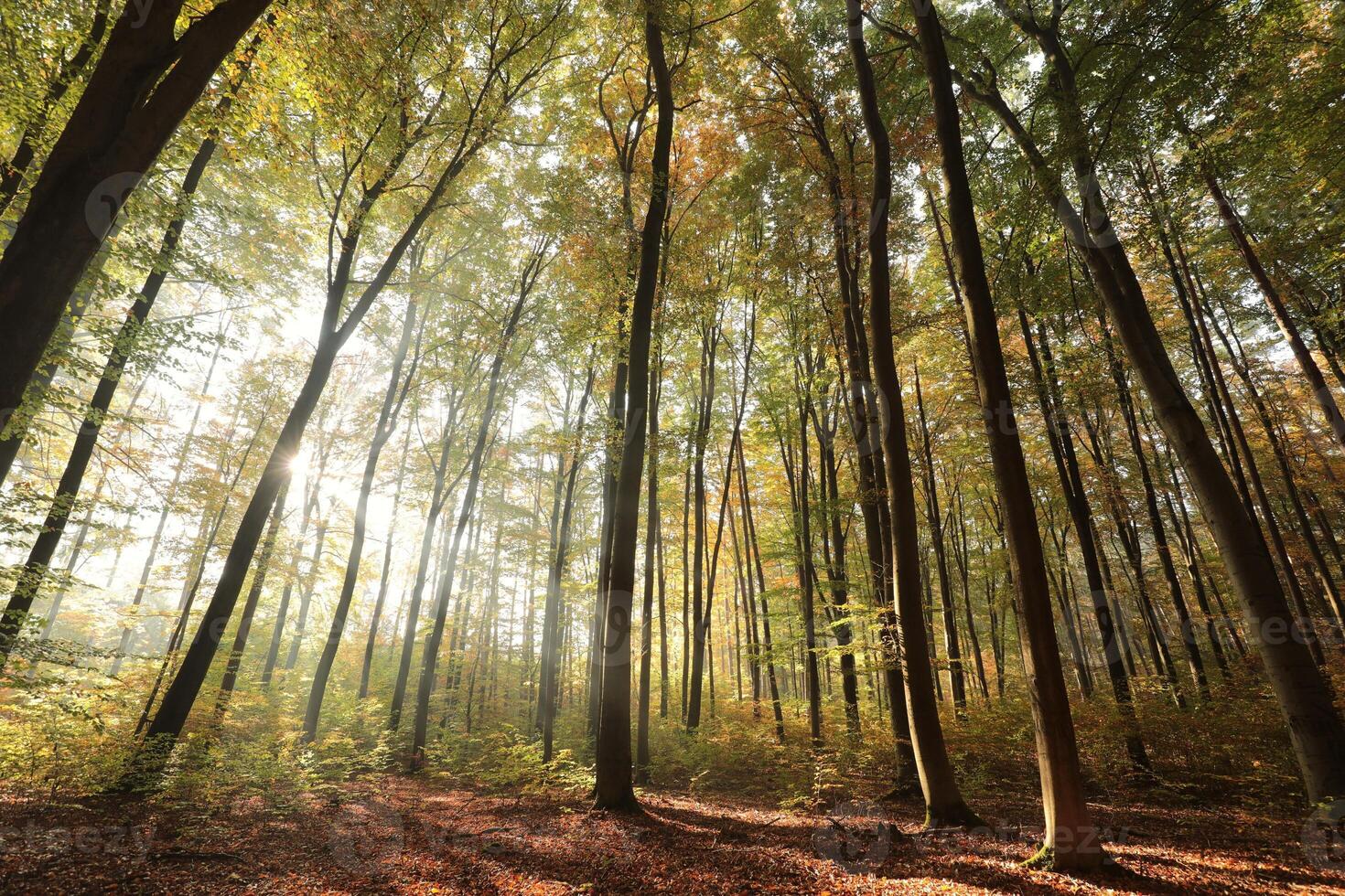 Autumn beech forest during sunrise. October, Poland photo