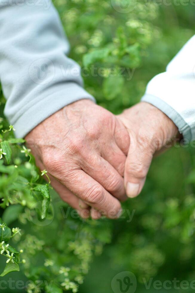 Close-up photo of elderly people holding hands