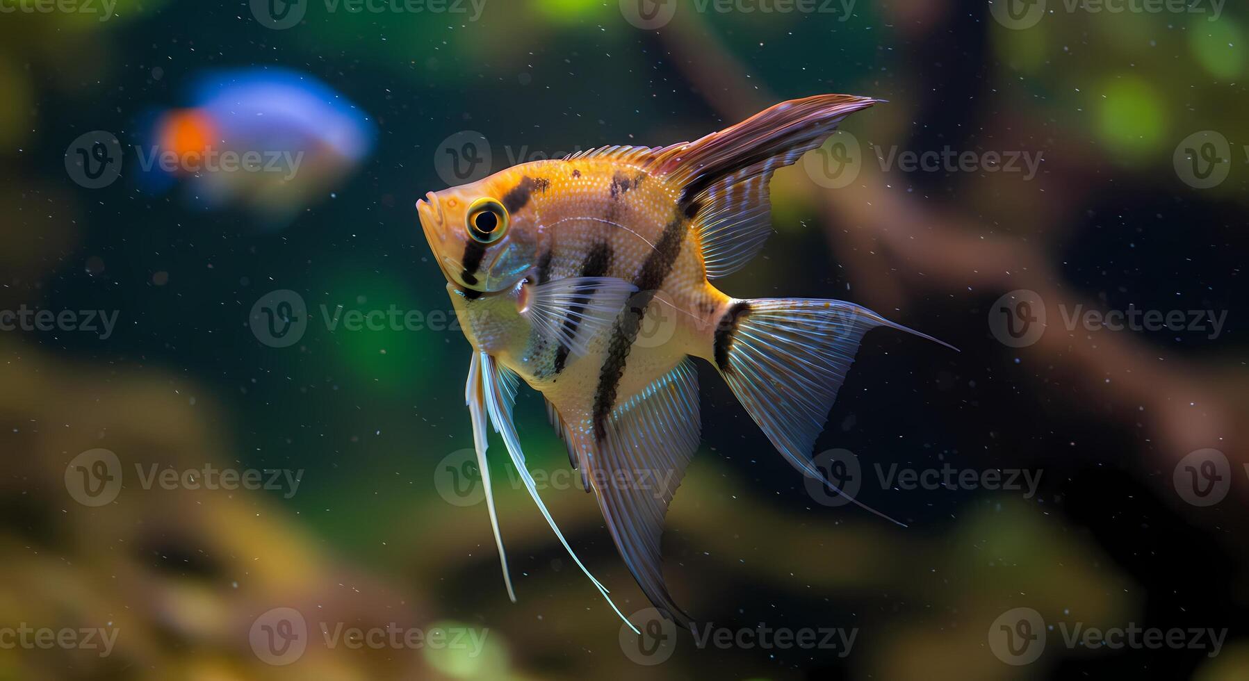 a fish with black and white stripes swimming in an aquarium photo