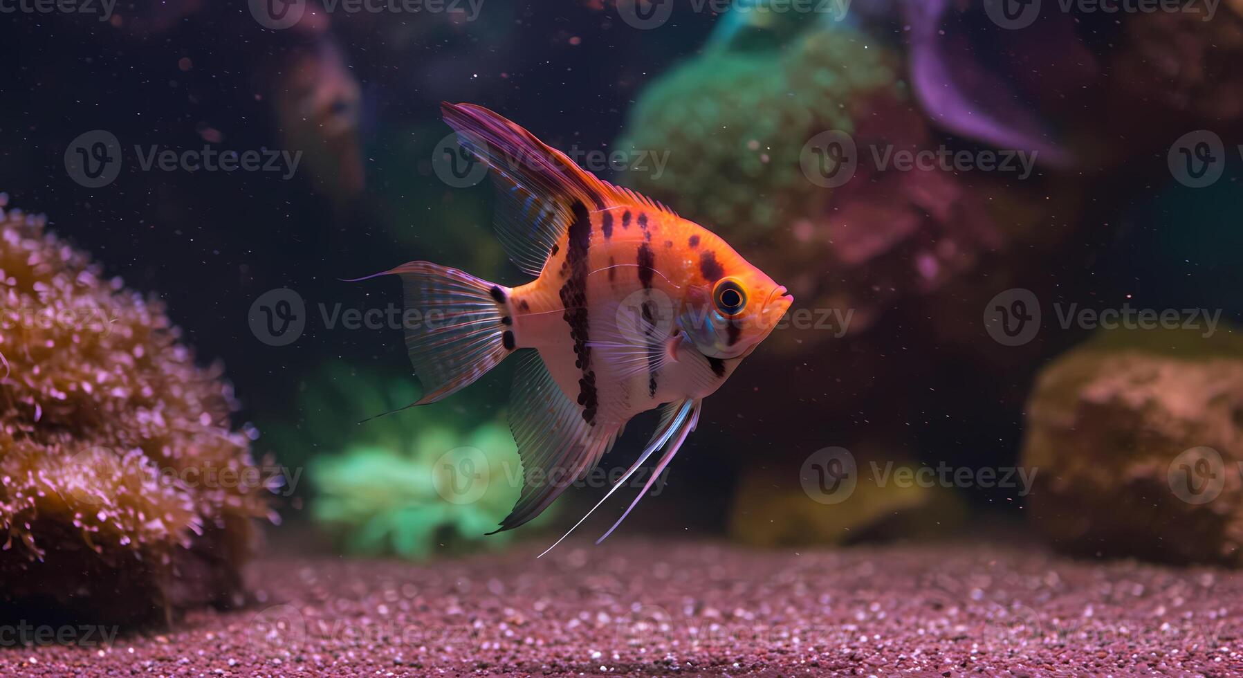 an orange and black fish swimming in an aquarium photo