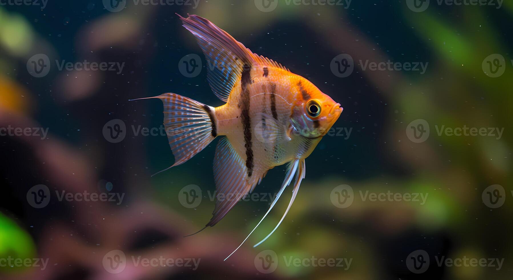 A fish with black and white stripes swimming in an aquarium photo