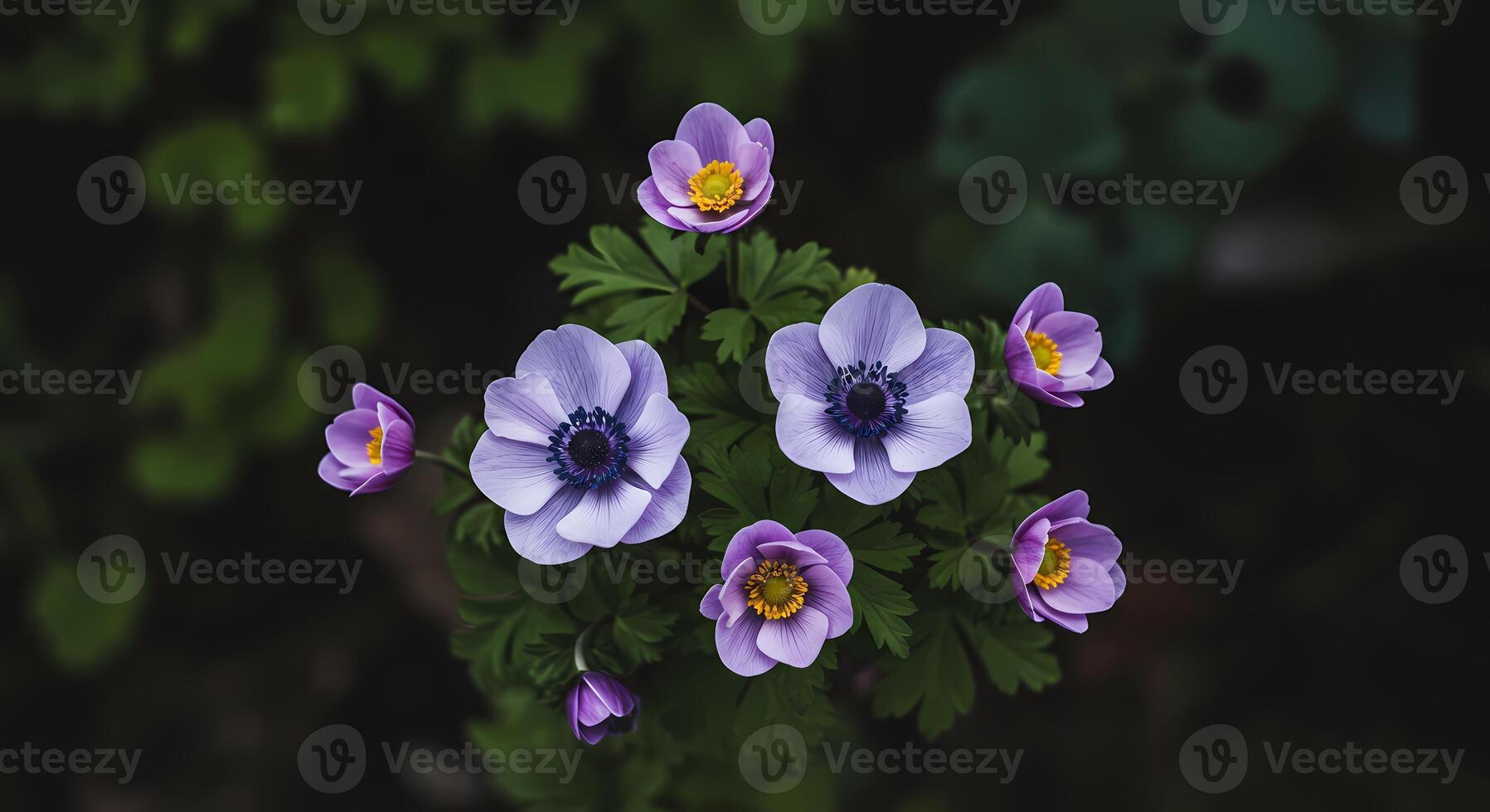 Purple flowers with yellow centers on a dark background photo