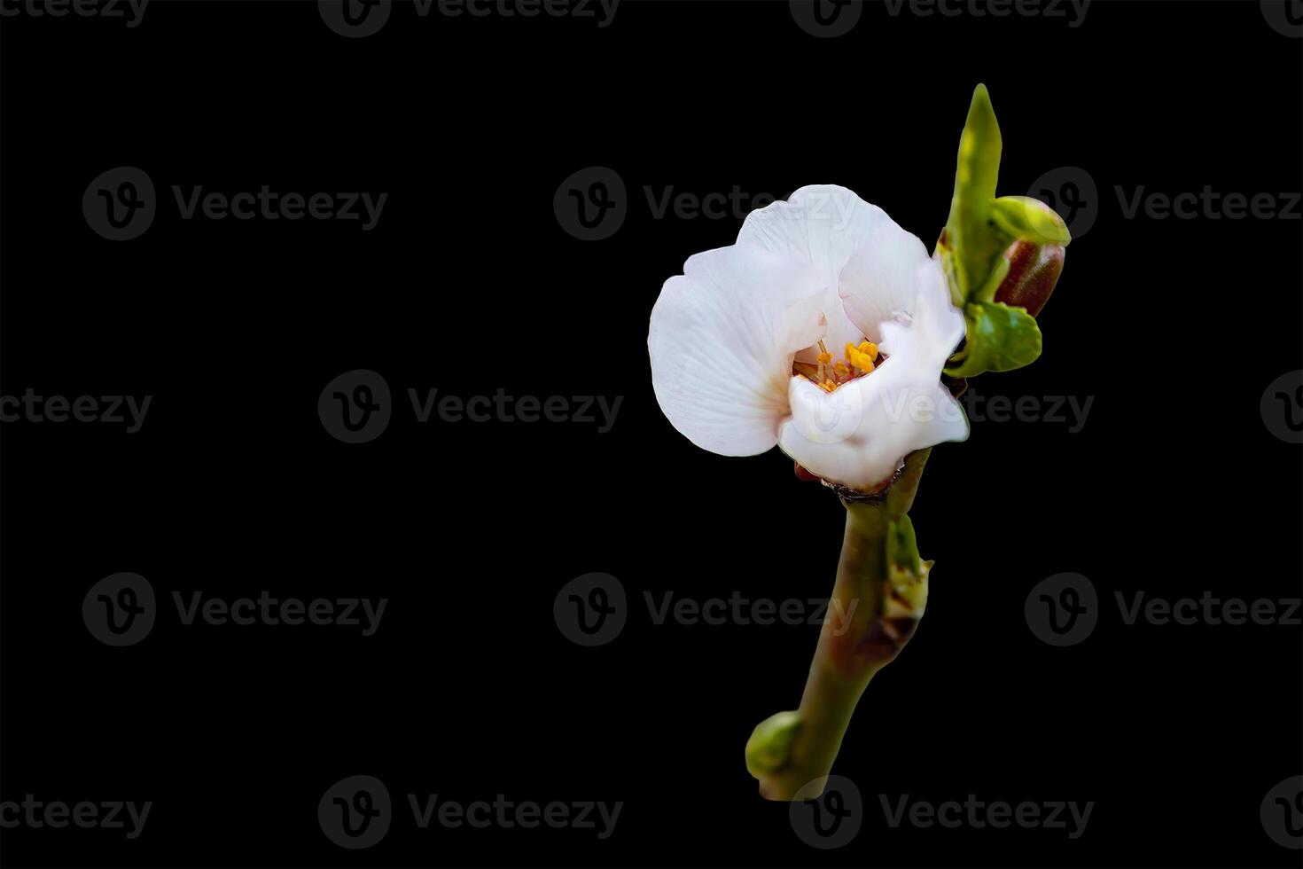 Almond tree buds isolated on black background,, the almond tree blooms earlier than anyone else in Central Asia at the end of February photo