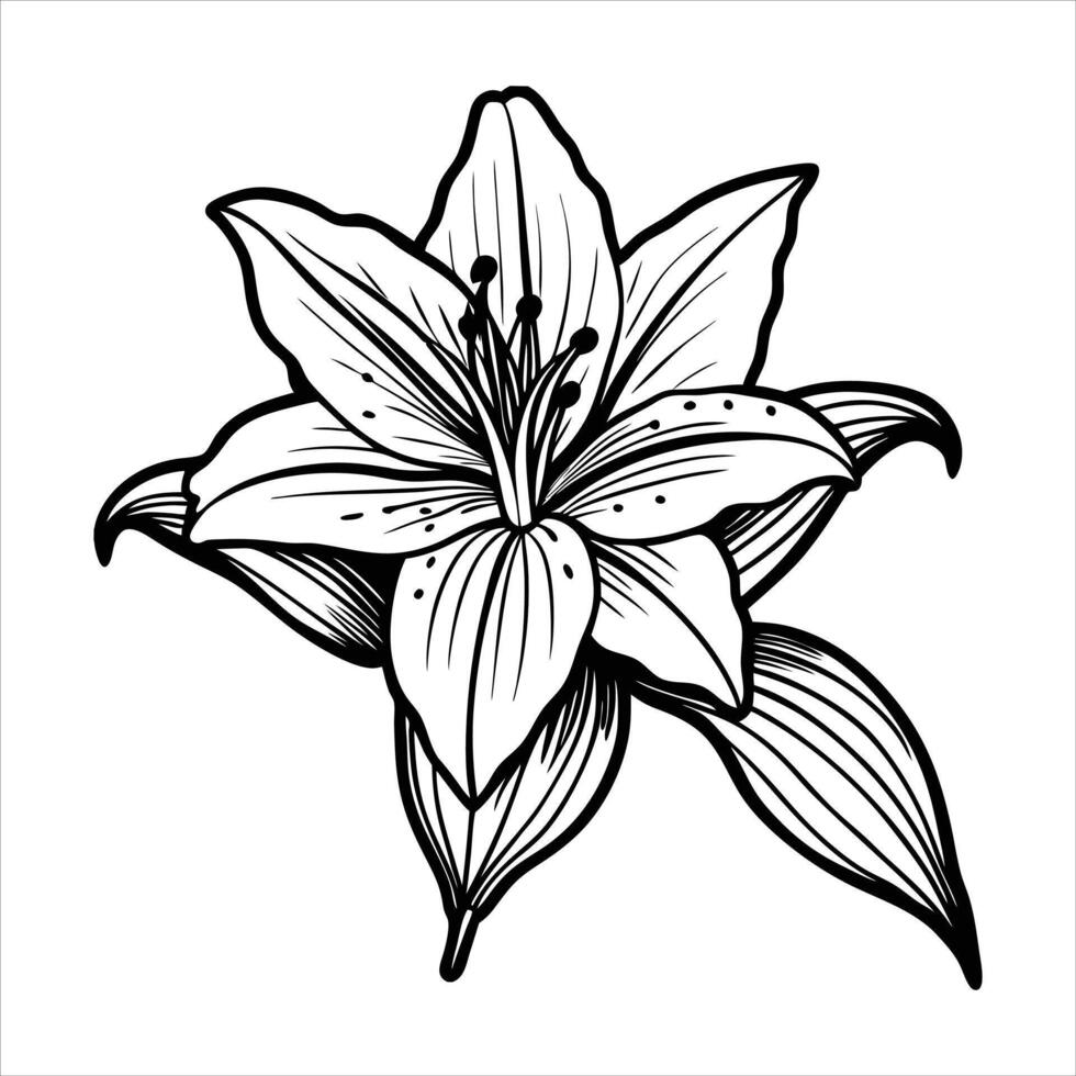 A beautiful white lily flower. vector