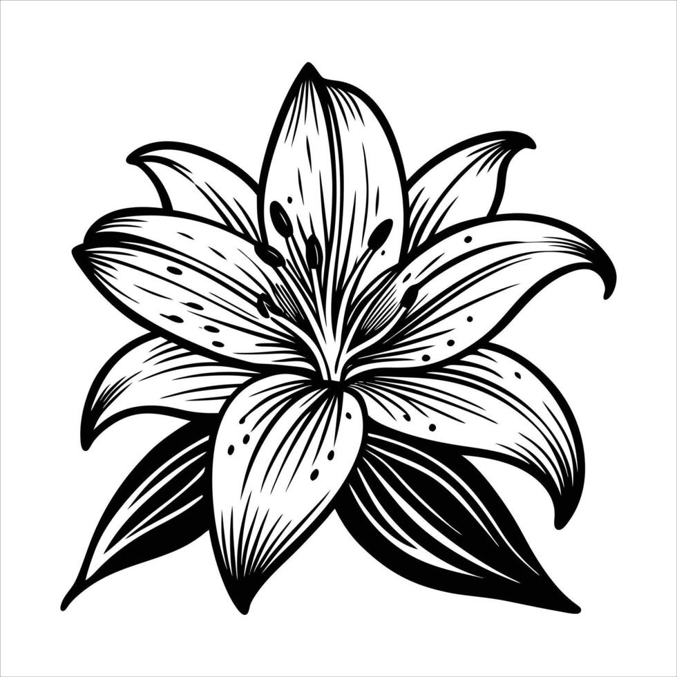 Lily Flower Outline vector