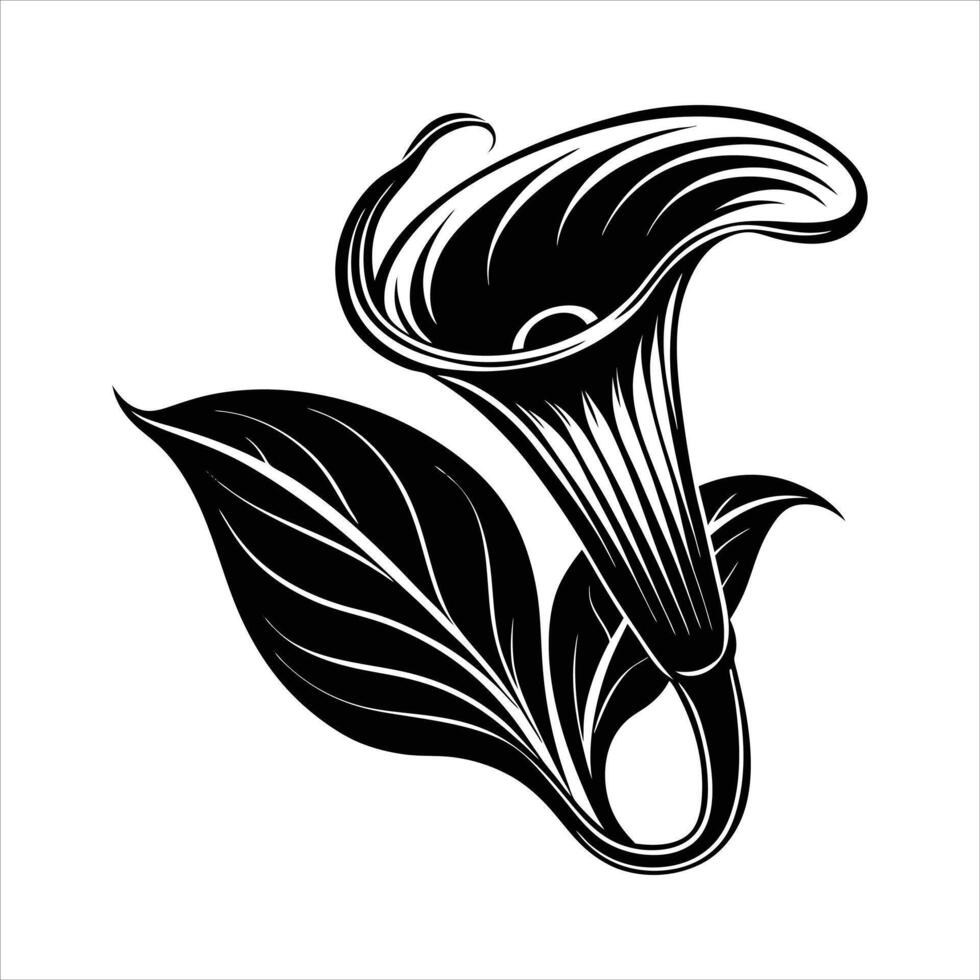 Graceful Calla Lily. vector