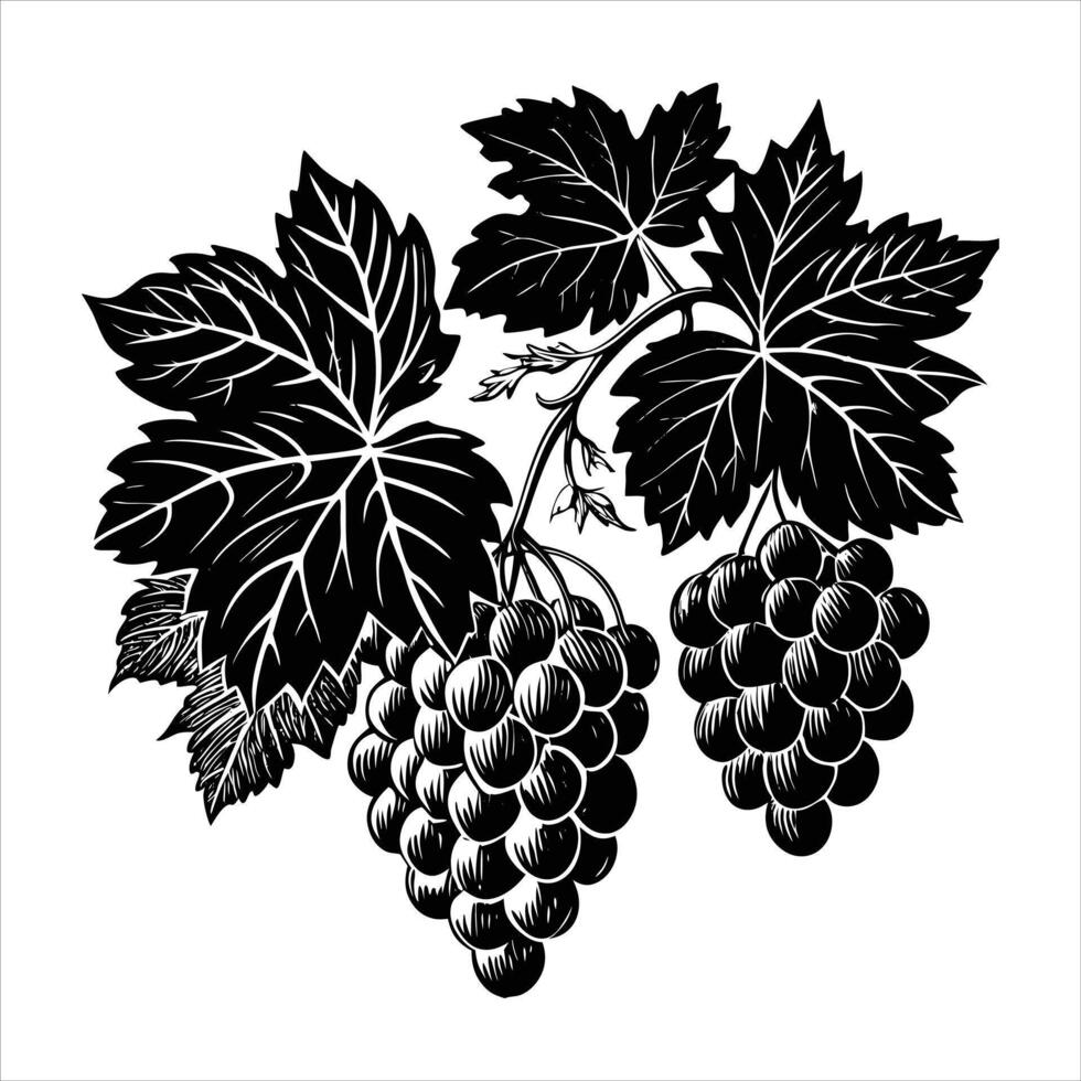 Grape Vine Silhouette. vector