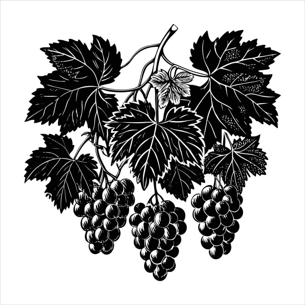 Grape Vine Silhouette vector