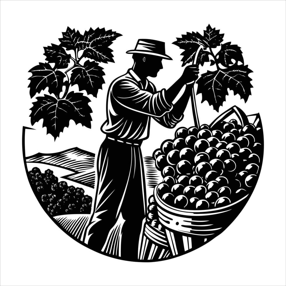 Collects Grapes Stock Illustrations vector